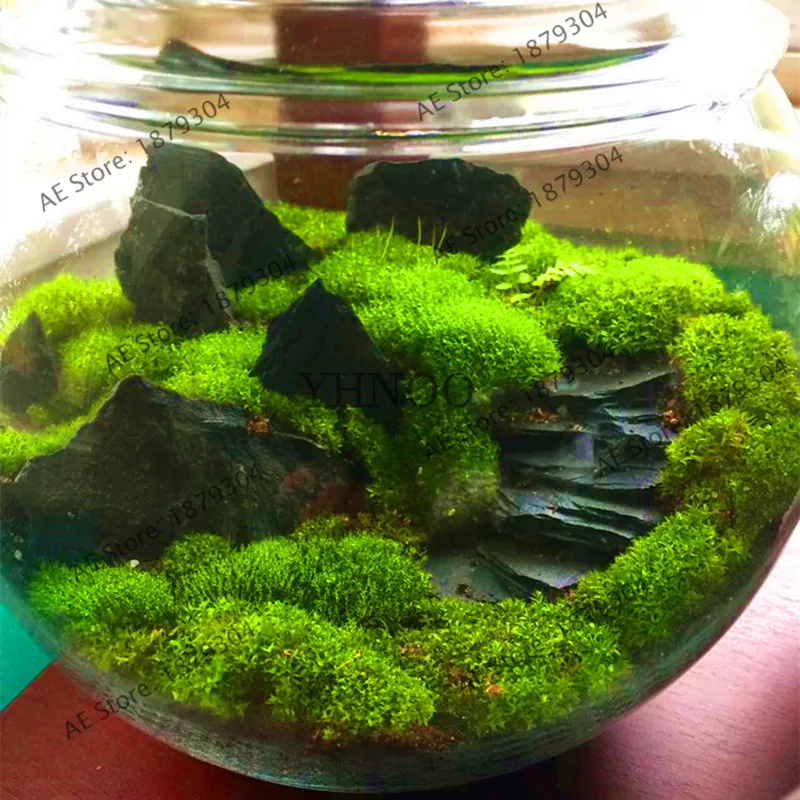 100 pcs green moss bonsai rare moss flores,potted plant ornamental,plant for home garden,cute potted plant