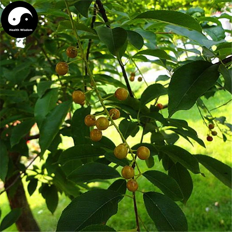 Купить Prunus Padus дерево Semente 20 штук завод падьюс Racemosa для Чоу Li