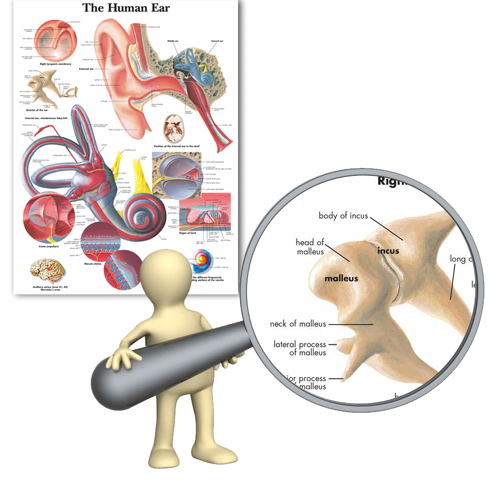 WANGART человеческого уха анатомия, анатомический диаграммы Плакаты детали Холст плакат Настенная картина для медицинского образования, офиса, дома