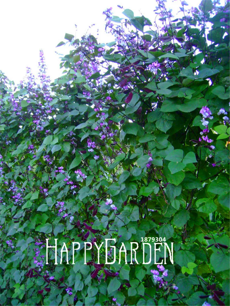 Por Tropical Flowering Vines 100 Pcs New Fresh Seeds Majestic Hyacinth Vine Certified Organic Purple Flowers Fast Growing