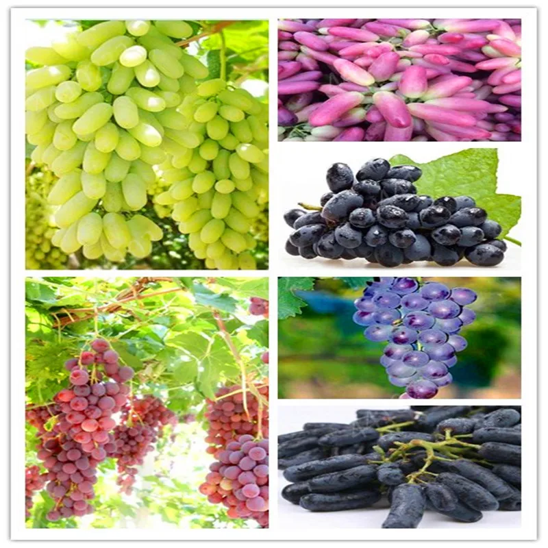 

50 Pcs Grape Bonsai Miniature Vine Delicious Sweet Fruit ,Gold Finger Grape Bonsais ,Courtyard Succulent Plants Four Seasons