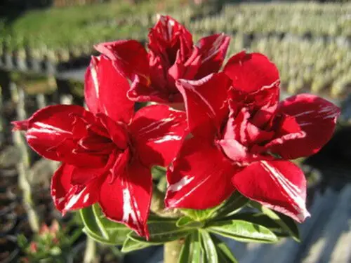 

100% Real Color * Fresh Adenium Obesum semillas - Bonsai Desert Rose Flower Plant semillas sementes ( No. QA1962305 )