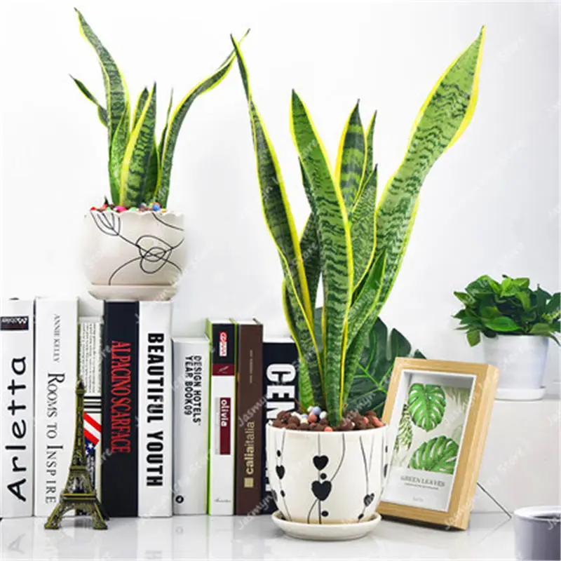 100 шт змея растение бонсай многолетний Sansevieria Trifasciata Prain горшечные суккулентные листва растения для украшения дома и сада