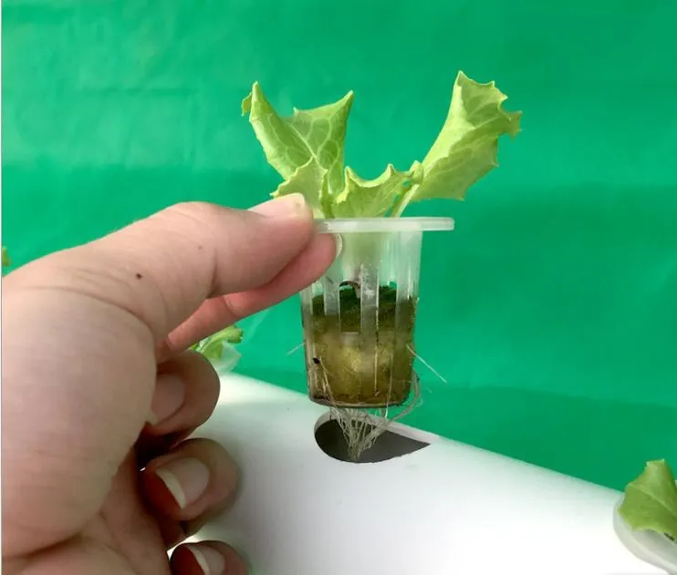 High Quality Hydroponics system NFT with 36pcs of Net Cup. Nutrient Film Technique (NFT) High Quality Hydroponics system NFT with 36pcs of Net Cup. Nutrient Film Technique (NFT)