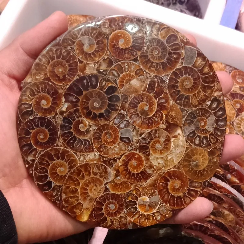 11-12 см настоящий аммонит Fossil Slice Plate кристальная океанская раковина камень Мадагаскар минеральный исцеляющий витрина, домашний декор