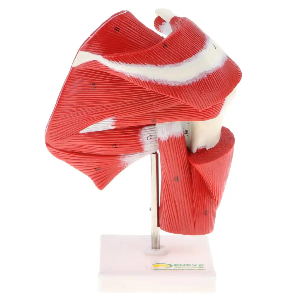  1: 1 Human Shoulder Articular Muscle Model Tendon Motion System Anatomical Model for School Teachin - 32973916945