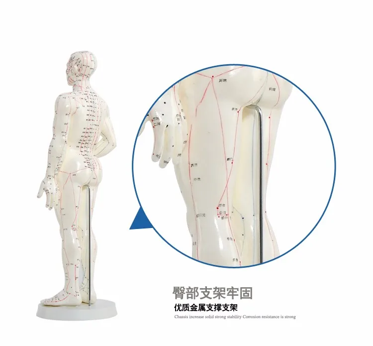 Меридиан английско-китайская модель человека Акупунктура точка человека модель тела 50 см мужской или 48 см женский в китайском