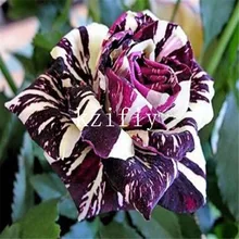 Black Dragon Rose bonsais ,beautiful stripe rose bush plant ,DIY Home Garden Flower - 100pcs rose bush pattern gossamer scarf