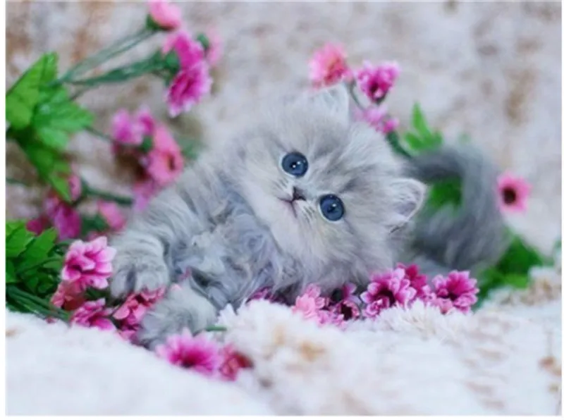 QQ20190316155446