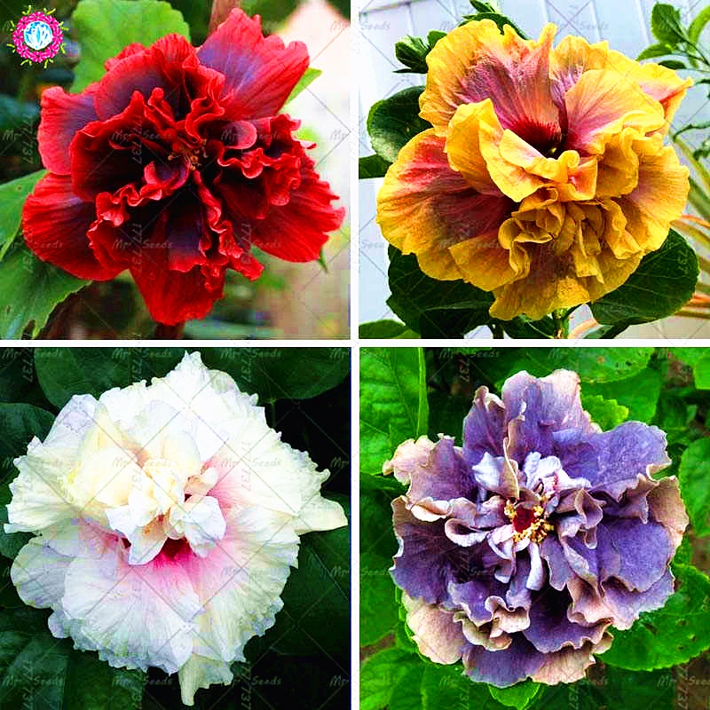 

11 11 100pcs Double Petals Giant Hibiscus plant Rare Colour Bonsai Flower plant Chinese Flower Perennial Garden Flower Plants