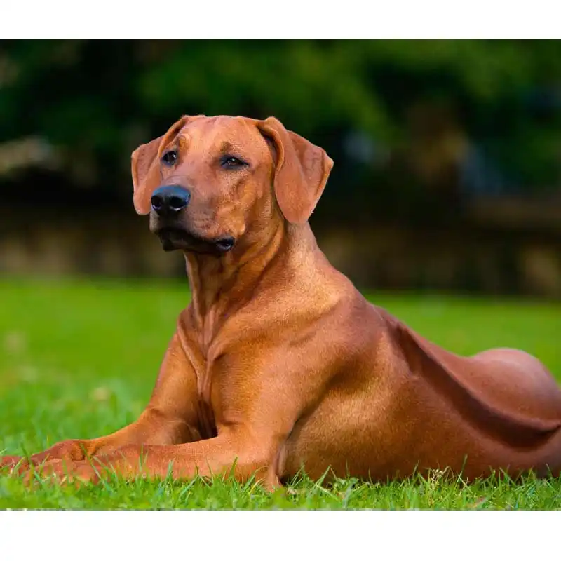 rhodesian ridgeback angry