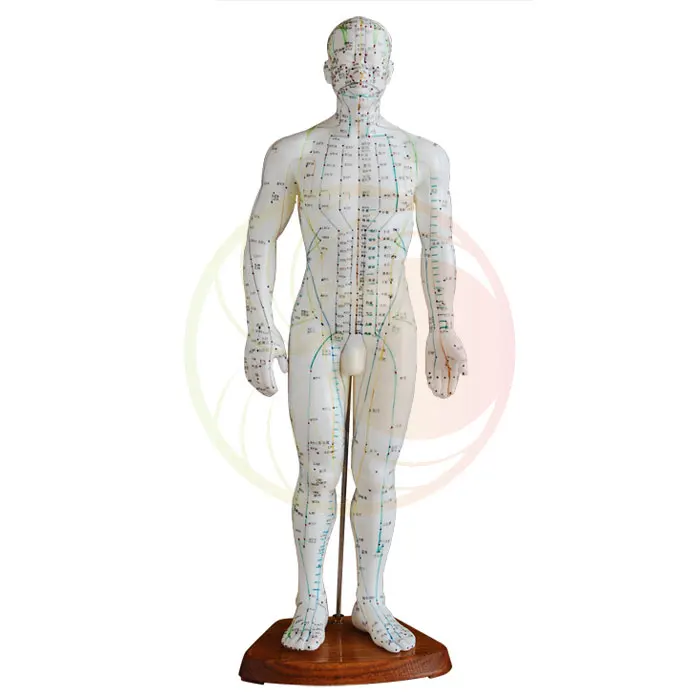 

High quality Human acupuncture point model meridians model PVC Male 50cm high in Chinese free shipping