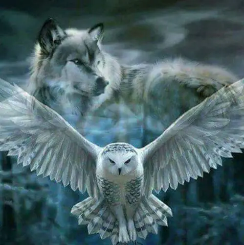 

5D DIY Diamond Embroidery Animal Owl Full drilling round drill Diamond Painting Home frescoes