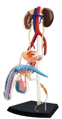 

Собранная Модель человека-мастера 4D, модель мужской медицины гениталии, бесплатная доставка