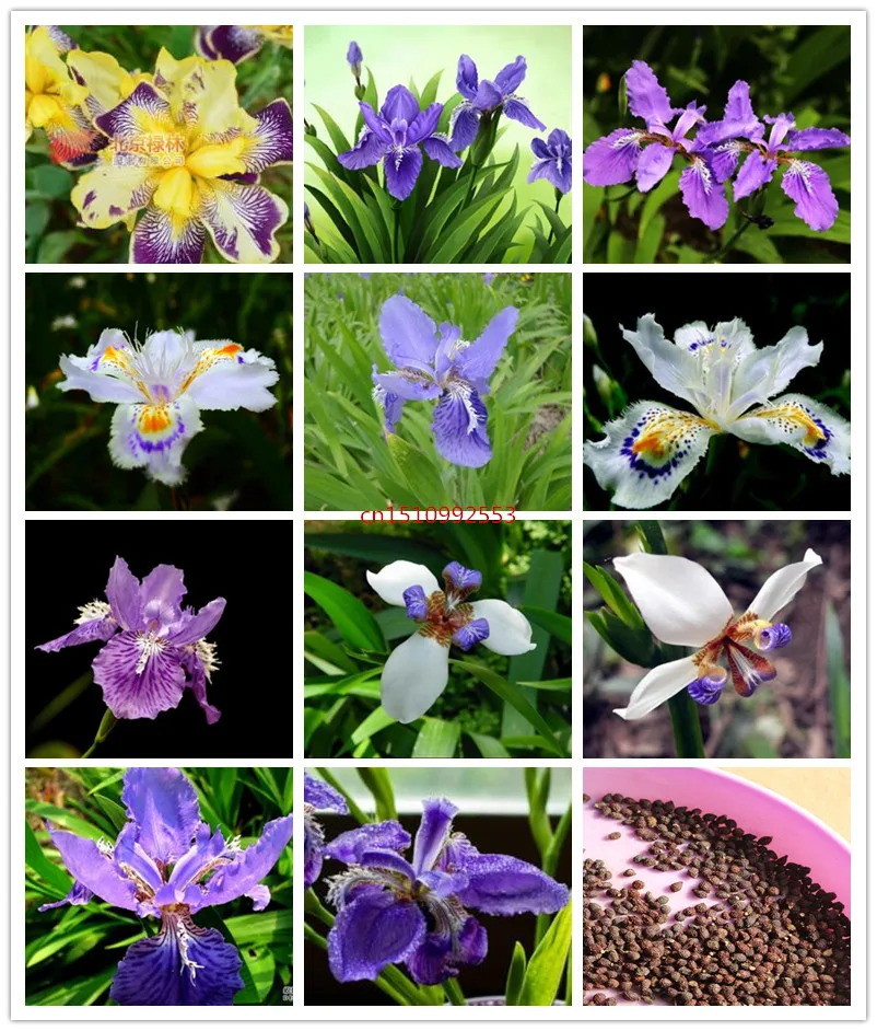 

100pcs/bag mix gladdon Phalaenopsis Outdoor Bonsai Flower Pot Balcony Planta for Home Garden Planting Easy to Grow