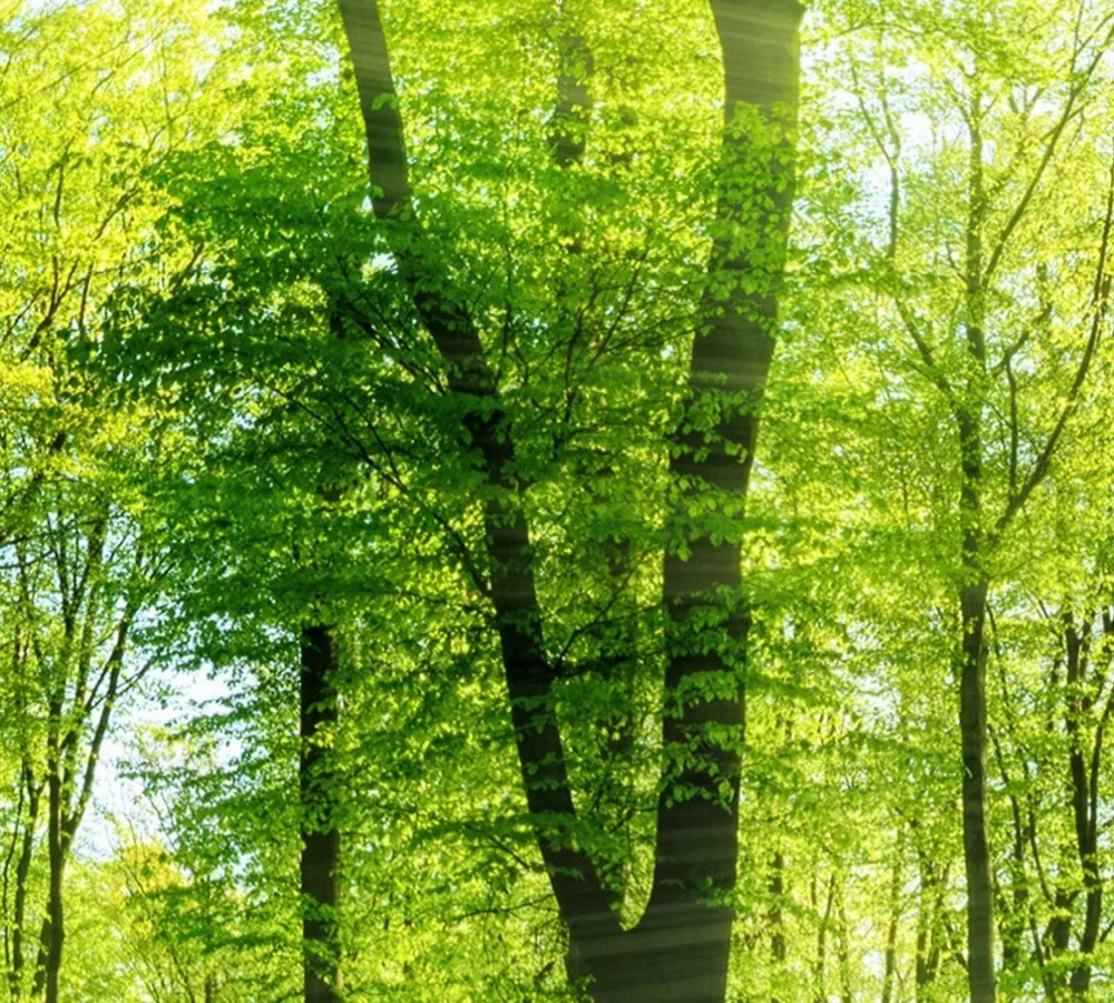 conew_5