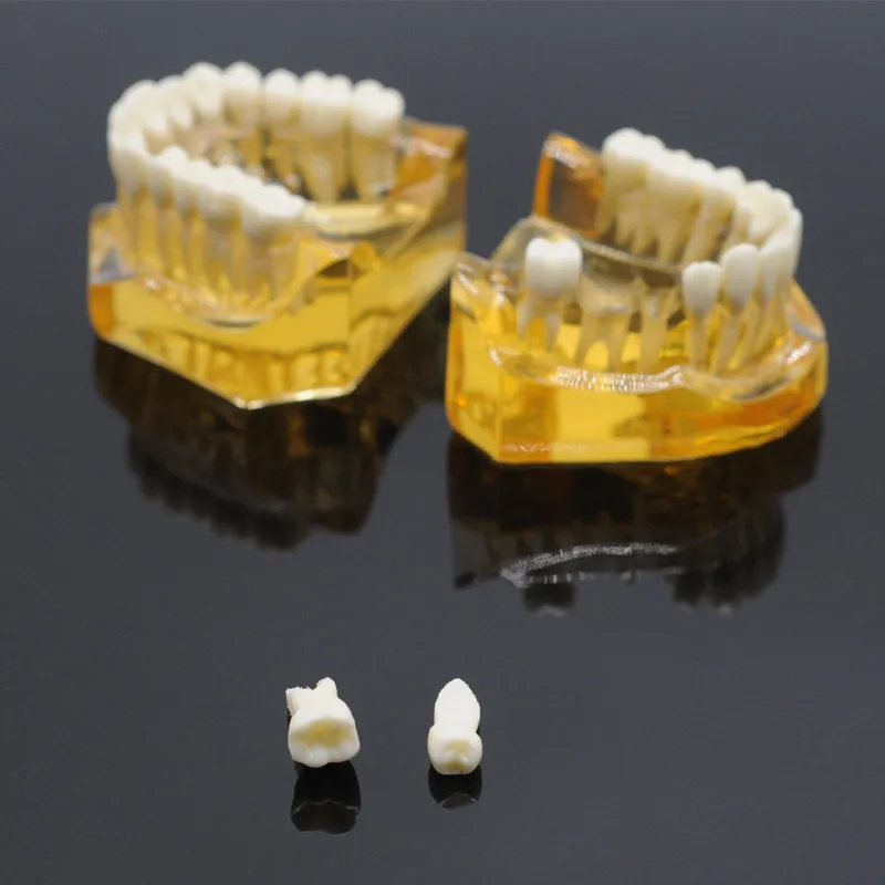 Стоматологические съемные зубы модель взрослых Typodont модель для Стоматологическое лабораторное оборудование