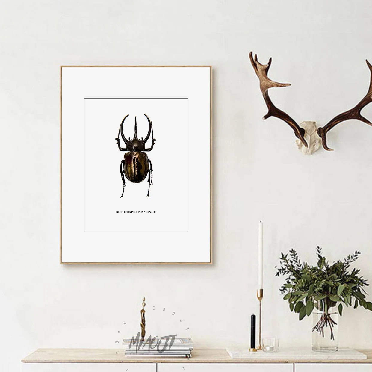 Coleoptera насекомые плакаты настенные художественные печатные картины на холсте для украшения комнаты Жук настенный Декор картина