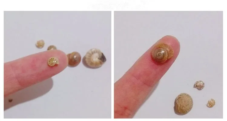 Mottled black mini conch03