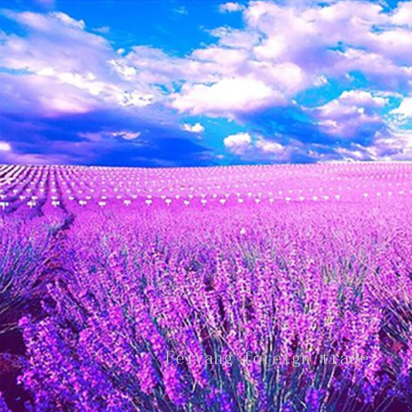 Лавандовый рай. Лаванда в горах. Фотосессия в фиолетовом поле. Горные сиреневые цветы. Вероникаструм лавандовый.