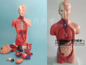 

28CM human Torso Internal Organs Model Medical Aids Skeleton Children's Educational Toys