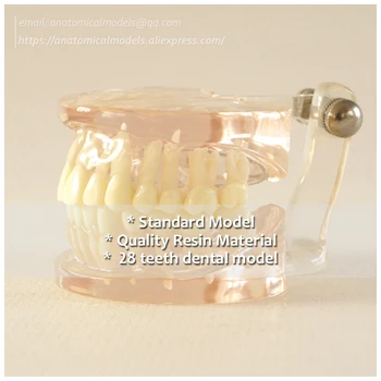 

DH/13228, Clear Standard Model, Pathology Dental Model, Medical Science Educational Teaching Anatomical Models