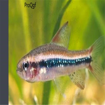 

110Pcs A Set Black Morpho Tetra