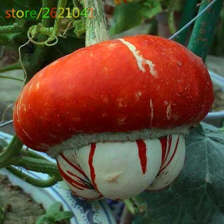 

10pcs/bag Fulu pumpkin organic vegetable plant tree potted rare vegetables and fruits for home garden