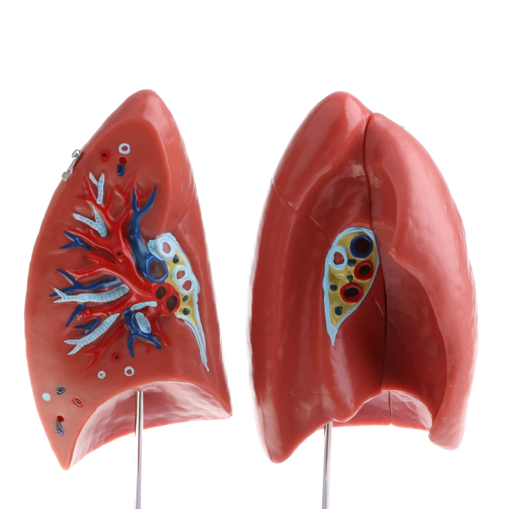 

1:1 Removable 4 Parts Human Lung Model with Base Laboratory Learning Science Toy PVC Material
