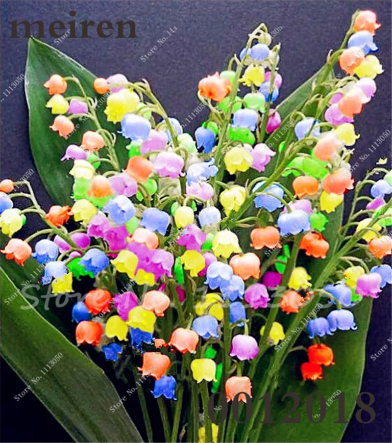 Hot Sale 100 Pcs/Bag Bell Orchid Bonsai Flower Campanula Bonsai Flower Seedling Convallaria Plant Pot For Home Garden air plants