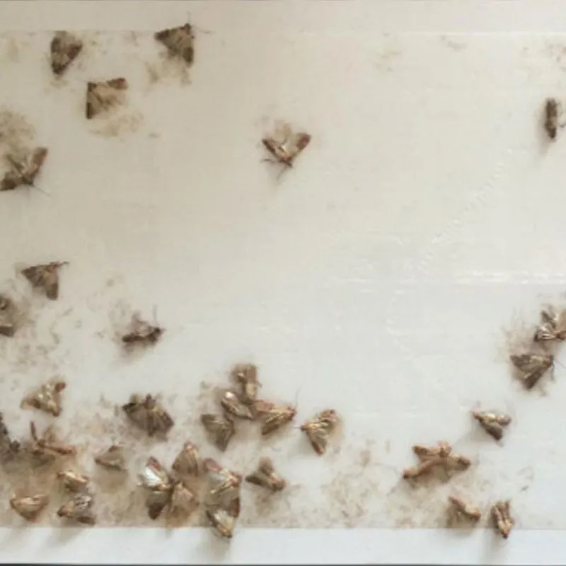 5PCS Effective Fly Moth trap Pest Control Moth killer Mole Repeller Pest Reject Fly Trap Insects Family Factory Restaurant 5PCS Effective Fly Moth trap Pest Control Moth killer Mole Repeller Pest Reject Fly Trap Insects Family Factory Restaurant