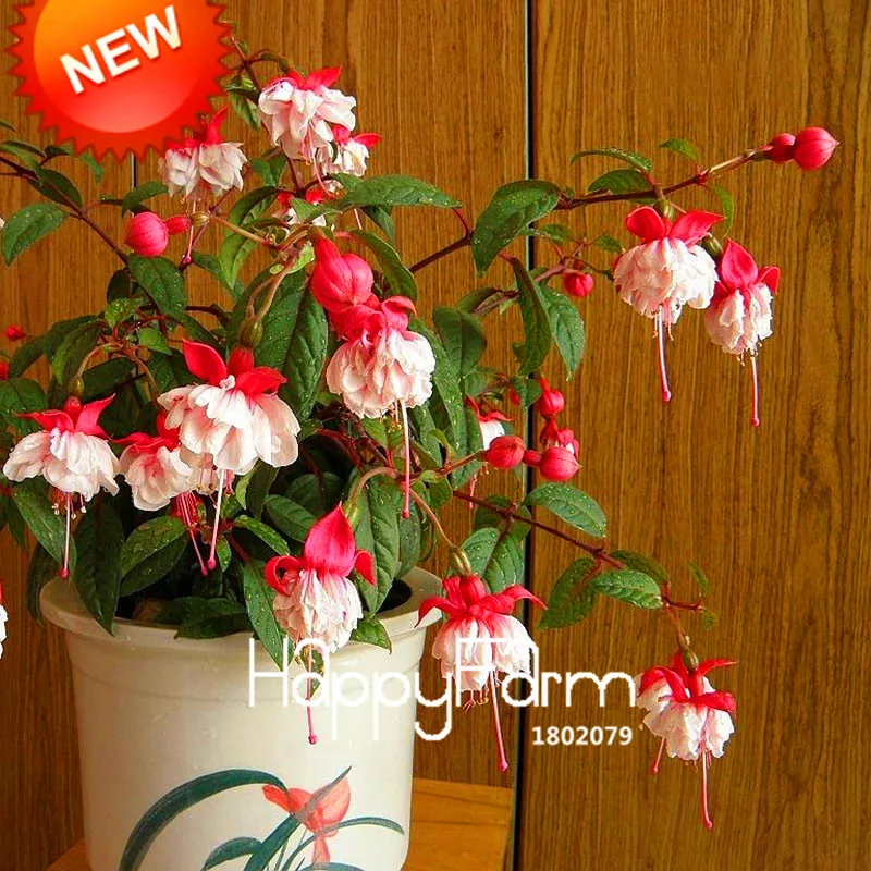 Фуксия Семенами Выращивание Купить