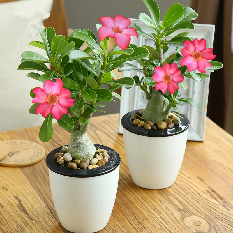 

ZLKING 1PCS Pink Desert Rose bonsai Potted indoor plants Flower Adenium Obesum 100% True of perennial garden flowers