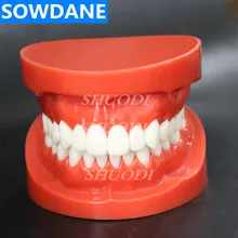1:1 Dental Orthodontic Model Standard Adult Treatment Tooth Model with 28 tooth Study 1:1 Dental Orthodontic Model Standard Adult Treatment Tooth Model with 28 tooth Study