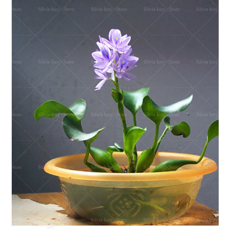 100 Pcs Water Hyacinth Bonsai Lotus Plants Gourd Potted Floating Pond