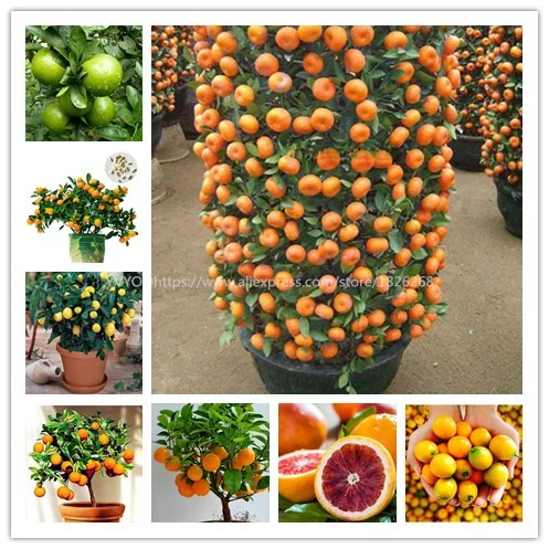

30PCS Bonsai Orange Potted Edible Tangerine Citrus Fruit Dwarf Orange Tree Indoor Plant For Home Garden plants BU25