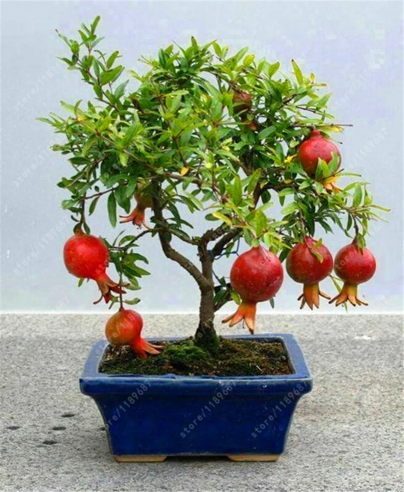 

30 pcs Bonsai Pomegranate Bonsai Very Sweet Delicious Fruit Bonsai Succulents Tree Bonsai Plant For Home Garden Pot