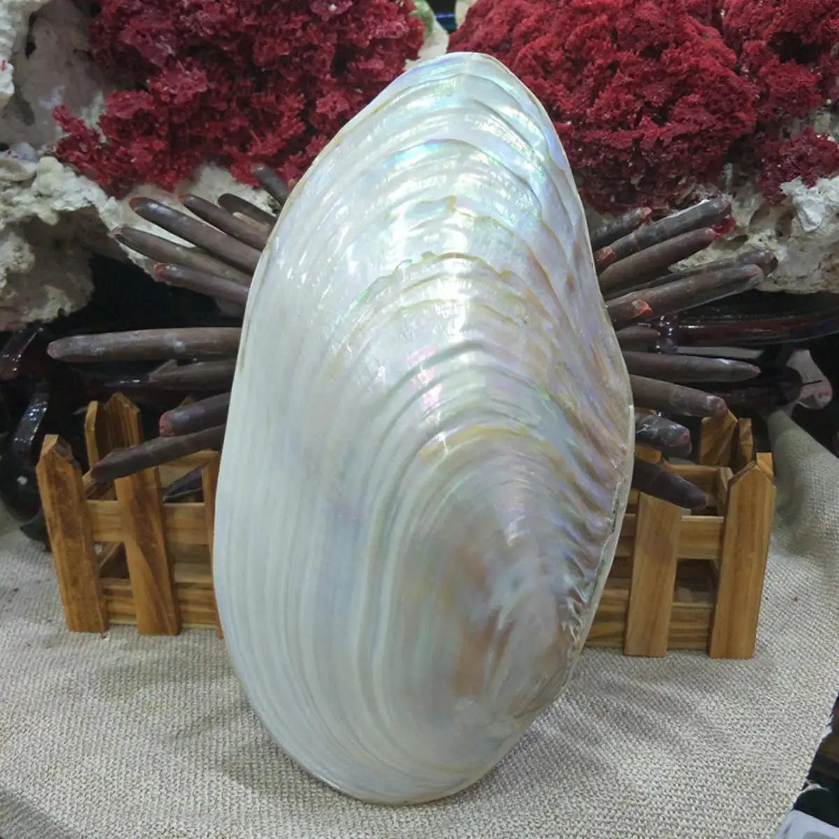 

26-28cm Large Natural Conch Shell Coral Pearl Mussel Clam Double-sided Seashell Home Fish Tank Accessories Aquarium Decor New