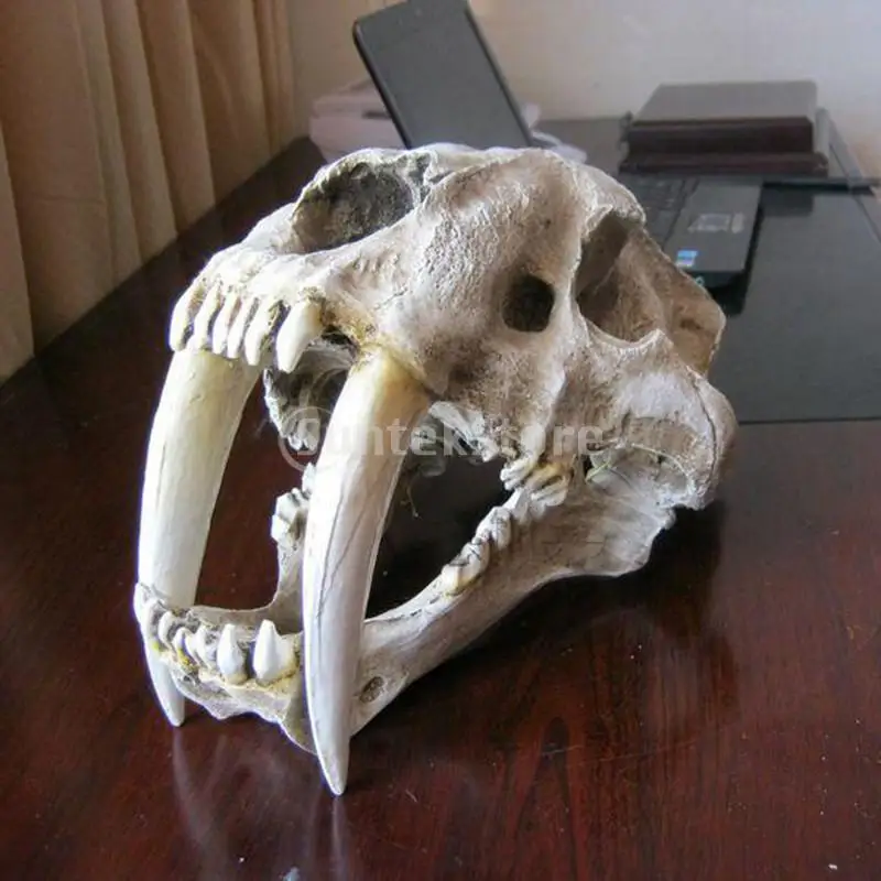 tiger teeth skull diagram wiring diagram online Sacrum Labeled Diagram tiger teeth skull diagram wiring diagram brain skull diagram 1 1 saber toothed tiger resin skull