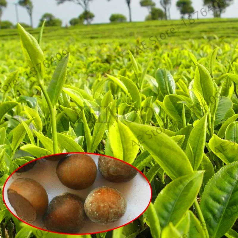 Buy Hot Sale!5pcs/pack Chinese Green Tea