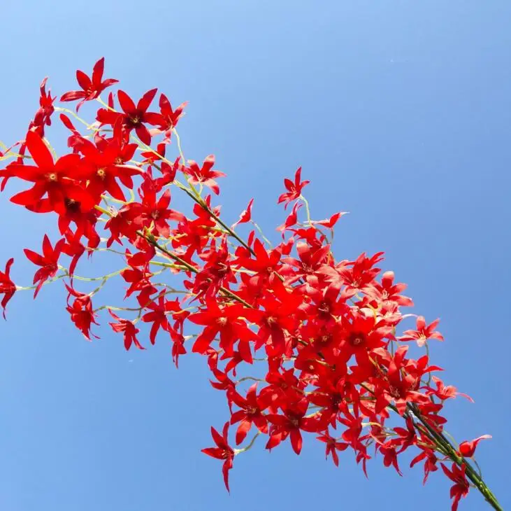 6 шт Шелковый Oncidium Орхидея ветвь цветка Танцы орхидеи стволовых для события Свадебные украшения для деревьев искусственные декоративные цветы - Цвет: Красный