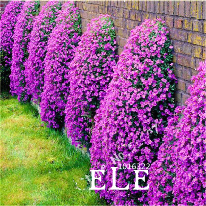 Climbing Flower 100 Aubrieta Seeds Cascade Purple Flowers Seed, Superb Perennial Ground Cover Blooming Plants For Home Garden