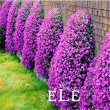 Climbing Flower 100 Aubrieta Seeds Cascade Purple Flowers Seed, Superb Perennial Ground Cover Blooming Plants For Home Garden