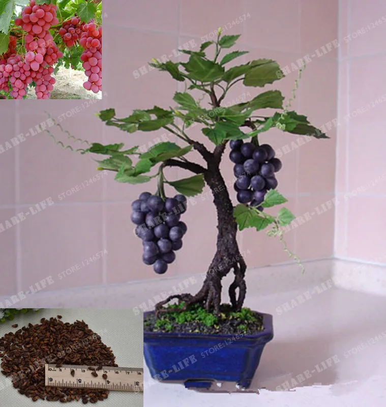 50pcs Rare Miniature Grape Vine Seeds Indoor Plant Vitis Vinifera 50pcs Rare Miniature Grape Vine Seeds Indoor Plant Vitis Vinifera Organic Fruit Ebay