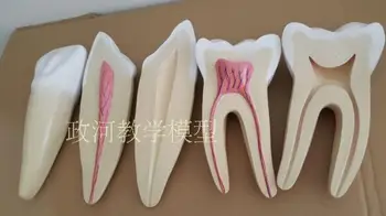 

3pcs 12X tooth anatomical models dental enlargement teaching model