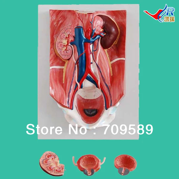 

ISO Anatomical Urinary System Model