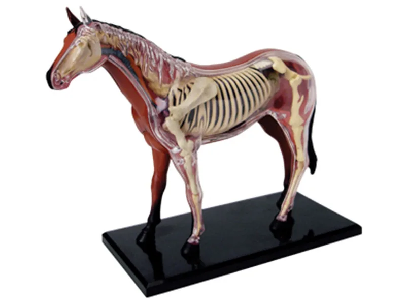 Собранный лошадь анатомическая модель медицинская анатомическая модель животного Puzzels для детей Скелет умная обучающая игрушка 31 части