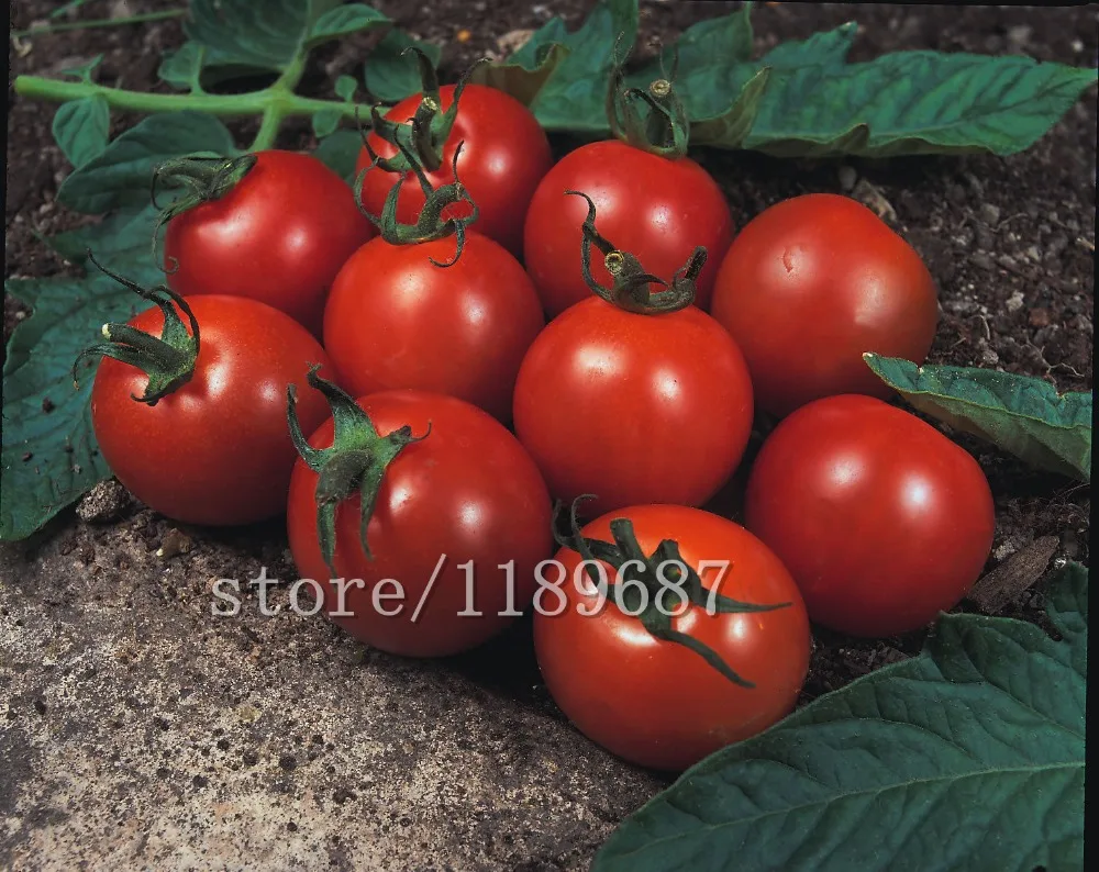 200pcs/bag Cherry tomato plants vegetable & fruit no-GMO Delicious cheap plant for home & garden