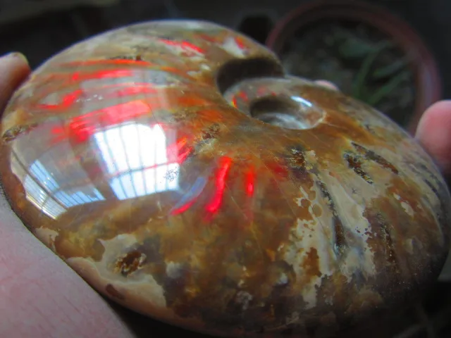 Best Price 463g(1.01 lb) Iridescent Ammonite Ammolite Specimen Fossil Madagascar BFB1211