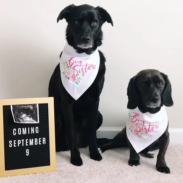 Customize wedding Save The Date Dog Bandana, Save The Date Engagement Photo Props, Save The Date Sign, Dog Engagement Photo